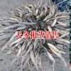 广西天冬基地*天冬种苗哪里批发-广西玉林市钟辉天冬基地