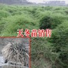 天冬 天冬苗|天冬?；厥展緗-13877589250