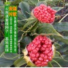 重楼种子云南粉质滇重楼种子七叶一枝花种子