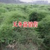 哪个天冬品种产量更高/个大饱满均匀 /卖价更高？