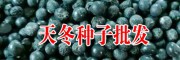 适合云南/广西/贵州大天冬3号种苗图片