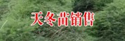 广西良种3号天冬#良种三号大天冬苗@13877589250?