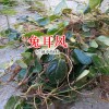 兔耳风功能与作用