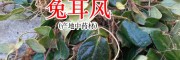 哪里有兔耳风出售?_兔耳风功能与作用