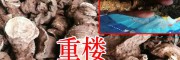 2018重楼种苗价格