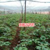2018独角莲(重楼)价格怎么样?