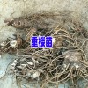 今日重楼市场价格在多少?_重楼种苗价格_重楼苗哪里买