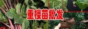 滇重楼一株多少钱_4.5年重楼图片