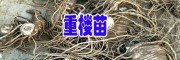 1-10年优质重楼苗出售：