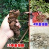 云南腾冲,临沧,曲靖,滇重楼卖家-