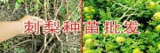 刺梨树苗哪里有卖？西南刺梨树苗批发 贵州刺梨树苗供应