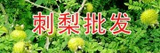 刺梨哪里买？贵州刺梨 刺梨批发 贵龙刺梨供应