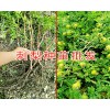 西南刺梨苗木批发 刺梨苗木订购 果实包回收