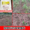 鸡爪参 专用除草剂_黄精药材专业除草药