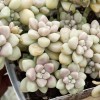 多肉植物怎么养?请参考以下多肉死亡指南