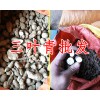 哪里收购三叶青？怎么找叶青？三叶青收购