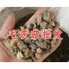 哪里有毛茨菇？毛茨菇批发