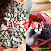 中药材三叶青有哪些功效及作用?