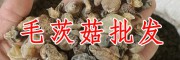 丽江山慈菇-山慈菇图片