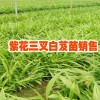 白芨苗批发@云南白芨种苗#2017白新价格多少一斤
