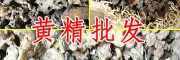 黄精播种是在什么时间?