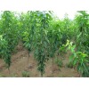 大樱桃苗上市时间-黔东南自治州大樱桃苗-大樱桃（车厘子）基地