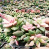 斗南多肉植物批发-昆明斗南多肉批发-斗南多肉批发市场图片-