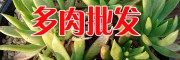 云南多肉批发,云南多肉种植