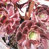 春天如何养殖多肉植物-多肉怎么养殖才好