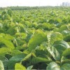 大量供应桑苗（桐乡市永鸿苗木有限公司）