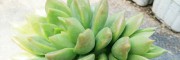多肉植物浇水什么时候好?_多肉植物基地客服