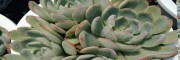 多肉植物浇水什么时候好?