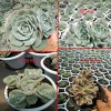 多肉植物浇水-“宁干勿湿”原则-18788196071