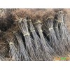 大樱桃苗上市时间-盐亭县大樱桃苗-大樱桃（车厘子）基地