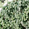 云南多肉植物批发基地#昆明多肉植物批发基地