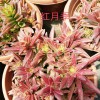 多肉植物市场_七彩多肉多少钱?-云南多肉植物价格网