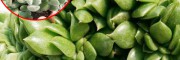 钱串多肉多少钱?-顺心多肉基地区报价中心-云南多肉植物价格网
