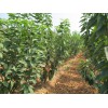 大樱桃苗上市时间-乐山市大樱桃苗-大樱桃（车厘子）基地
