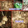 黄鸡菜滇黄精(老虎姜)种子种苗多少钱一斤?