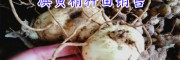 ?哪里黄精苗出售#哪里有黄精苗#哪里有黄精种苗#
