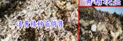 红花滇黄精主要病害有哪些?-18087630847