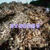 红花滇黄精有地老虎怎么办?-18087630847