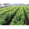 大樱桃苗上市时间-嘉陵区大樱桃苗-大樱桃（车厘子）基地