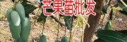 芒果苗种植环境要求