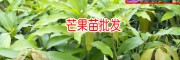 云南/广西红贵妃芒果苗多少钱一棵?13457726806