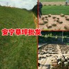 今年草坪种子︱草坪多少钱一平方?