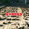 草坪生产厂家︱草坪多少钱一平方?
