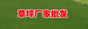 云南草皮价格_草坪多少钱一平方?