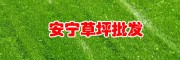 云南草皮(坪)哪里便宜_昆明安宁绿泉草坪种植园?