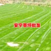 云南草皮交易市场新价格(参考价格)